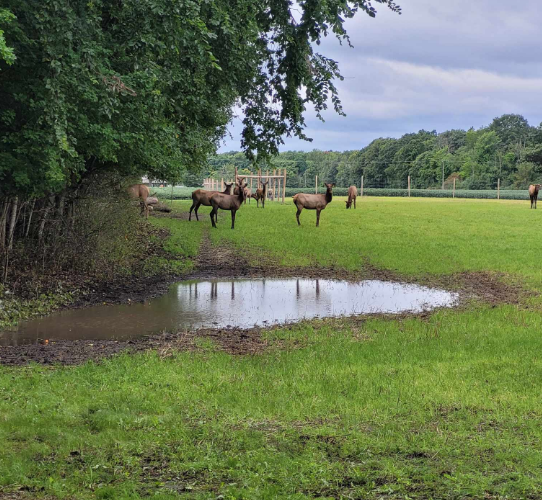 sustainable pond water on farm, Narrows Edge Elk Farm